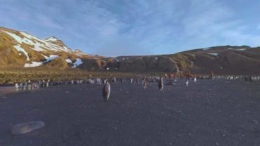 360-King-Penguin-Chicks-vr-video